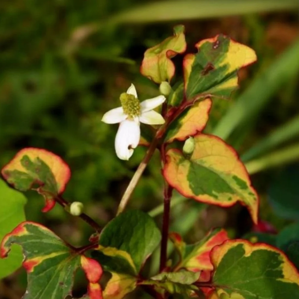 Chameleon Plant Groundcover 30 plants $20 - Picture 6 of 6